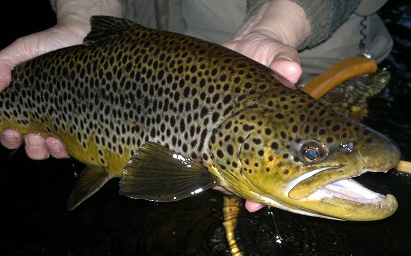 brown trout night
