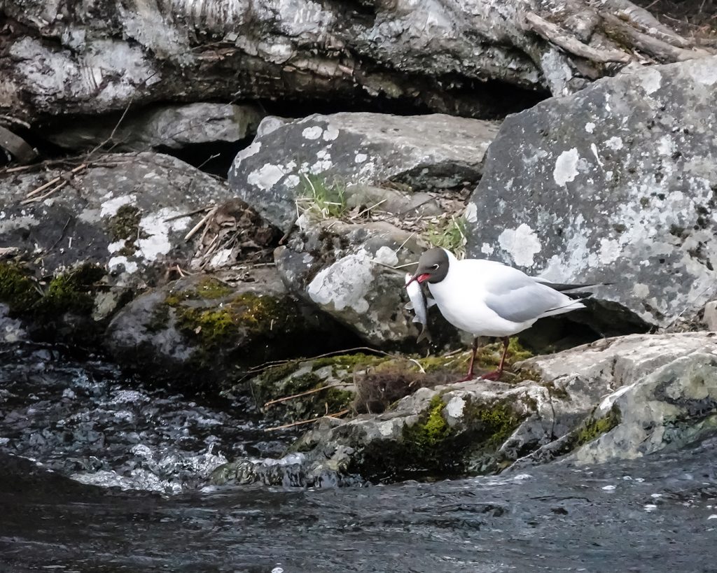 Taimenen perhokalastus, koskikalastus seagull has caught a roach from the rapids
